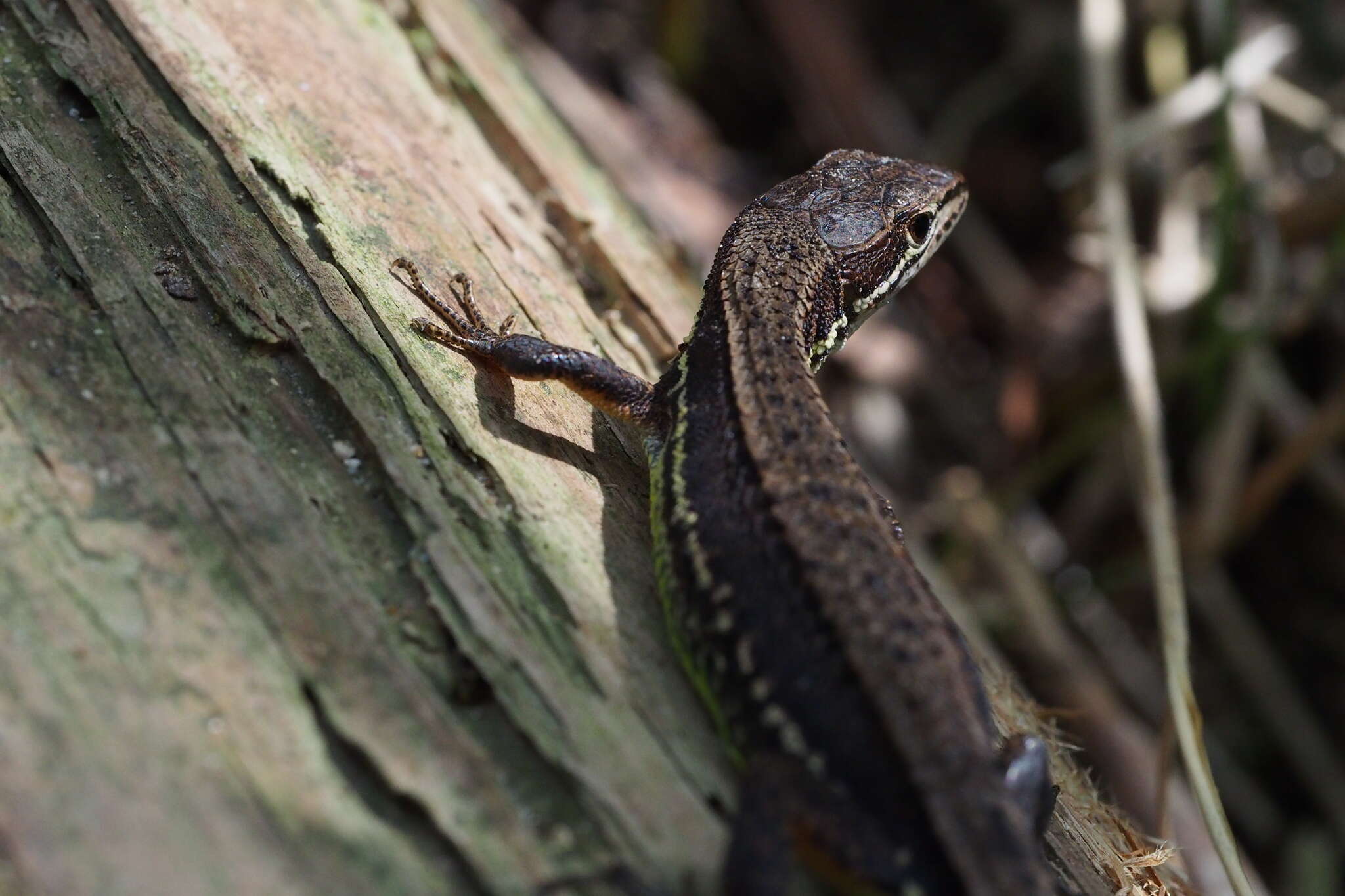 Image of Japanese Grass Lizard