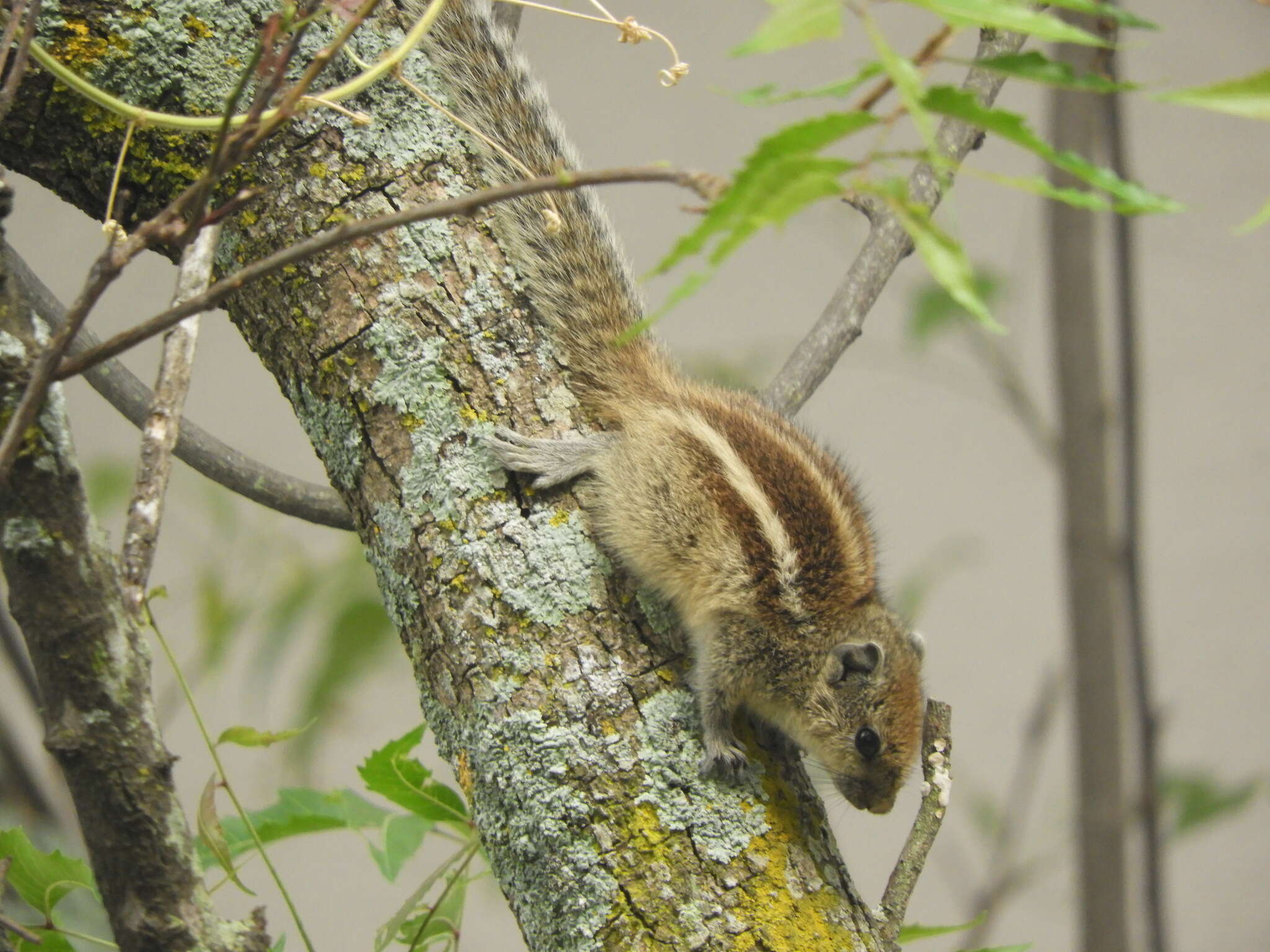 Image of Indian palm squirrel