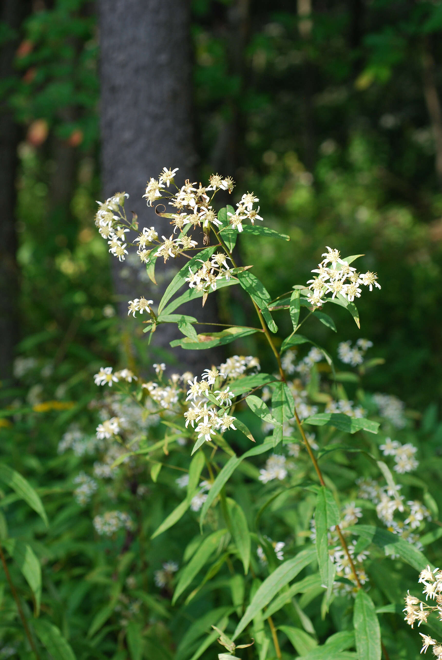 Imagem de Doellingeria umbellata (Mill.) Nees