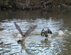 Image of Little Pied Cormorant