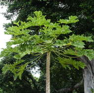 Image of Papaya ringspot virus