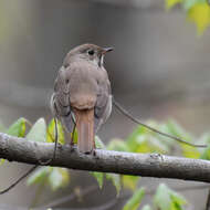 Image of Hermit Thrush