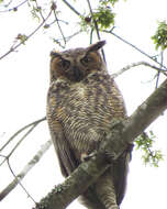 Image of Great Horned Owl