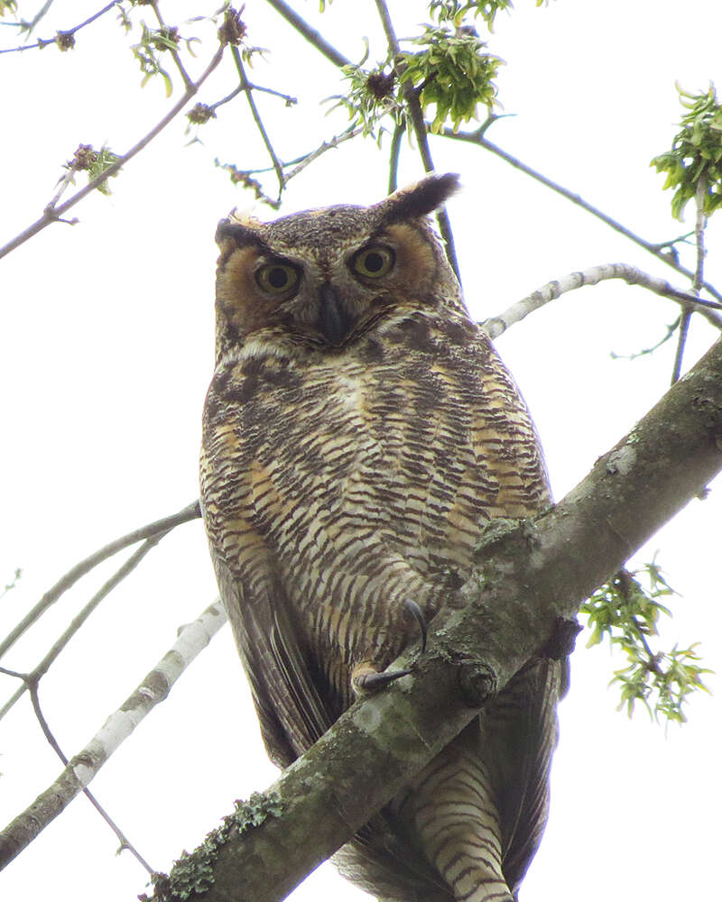 Image of Great Horned Owl