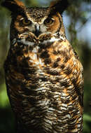 Image of Great Horned Owl