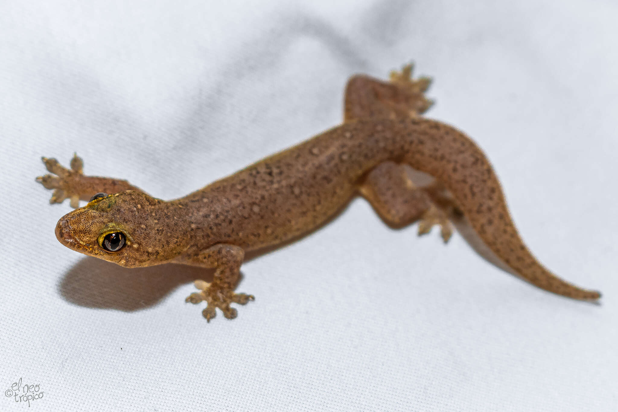 Gehyra mutilata (Wiegmann 1834) resmi