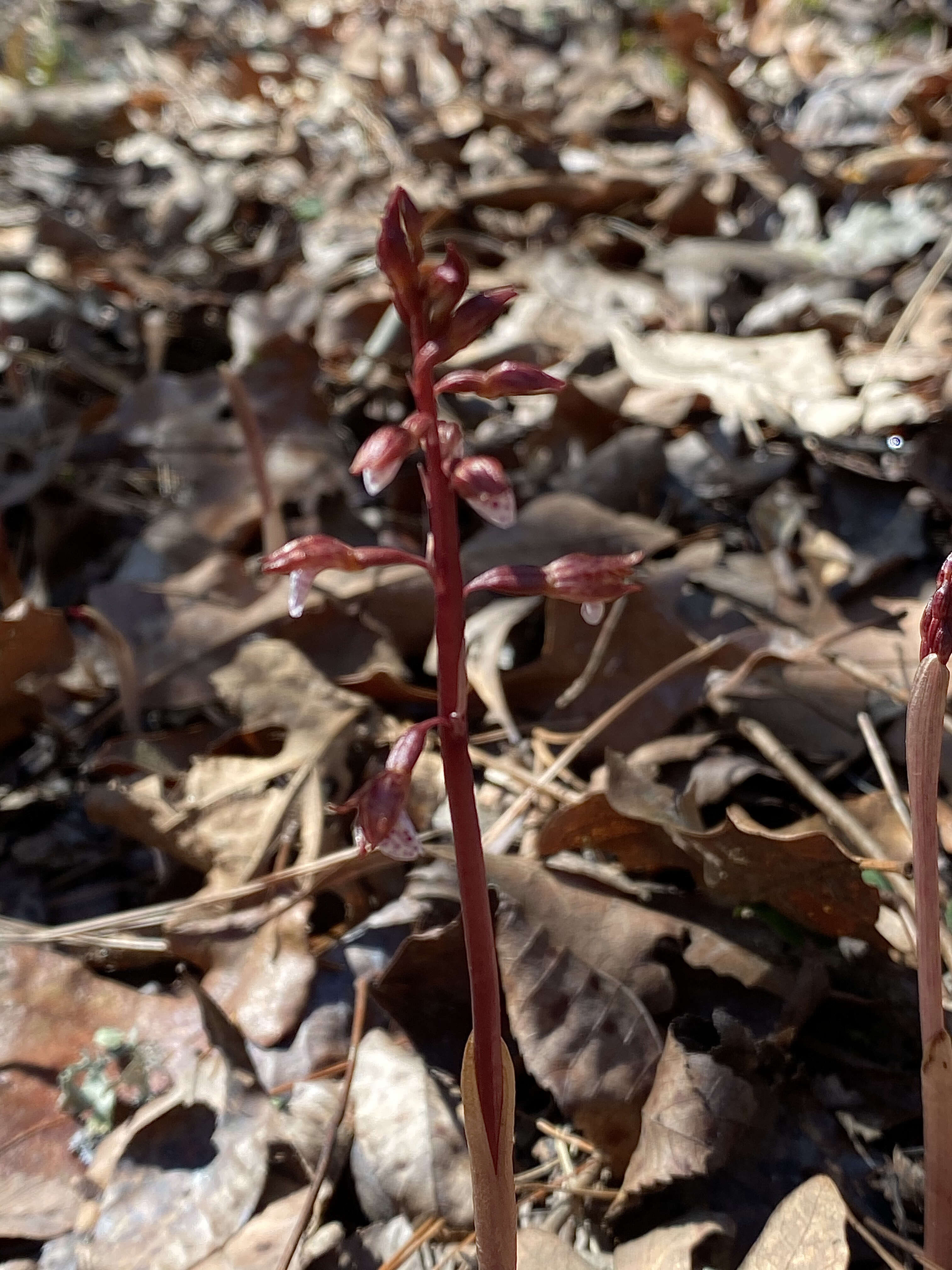 Image of Spring coralroot