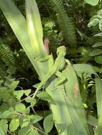 Image of Cuban Giant Anole