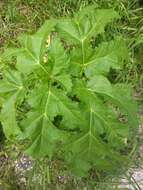 Image of Mantegazzi's Cow-Parsnip