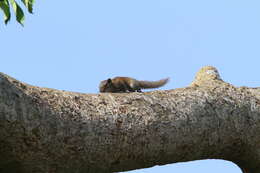 Image of Hoary-bellied Squirrel