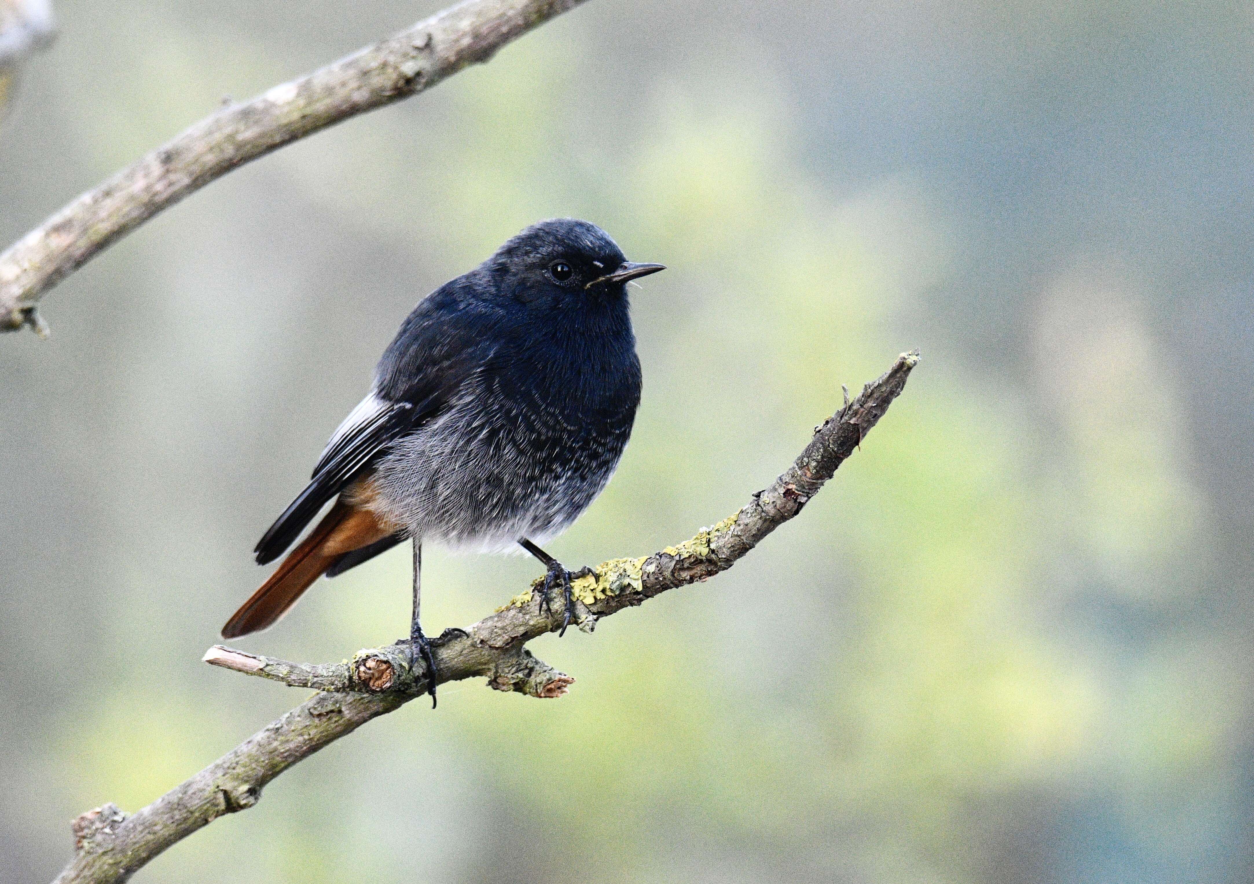 Image of Black Redstart