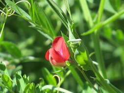 Image of red pea
