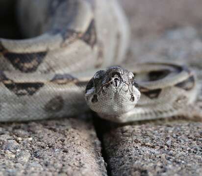 Image of Central American Boa