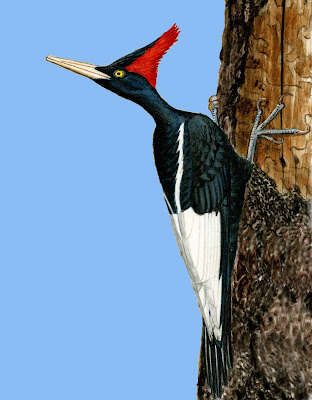 Image of Imperial Woodpecker