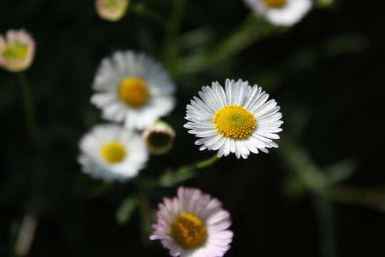 Image of Daisy