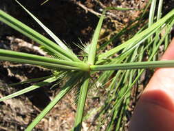 Слика од Cyperus aggregatus (Willd.) Endl.