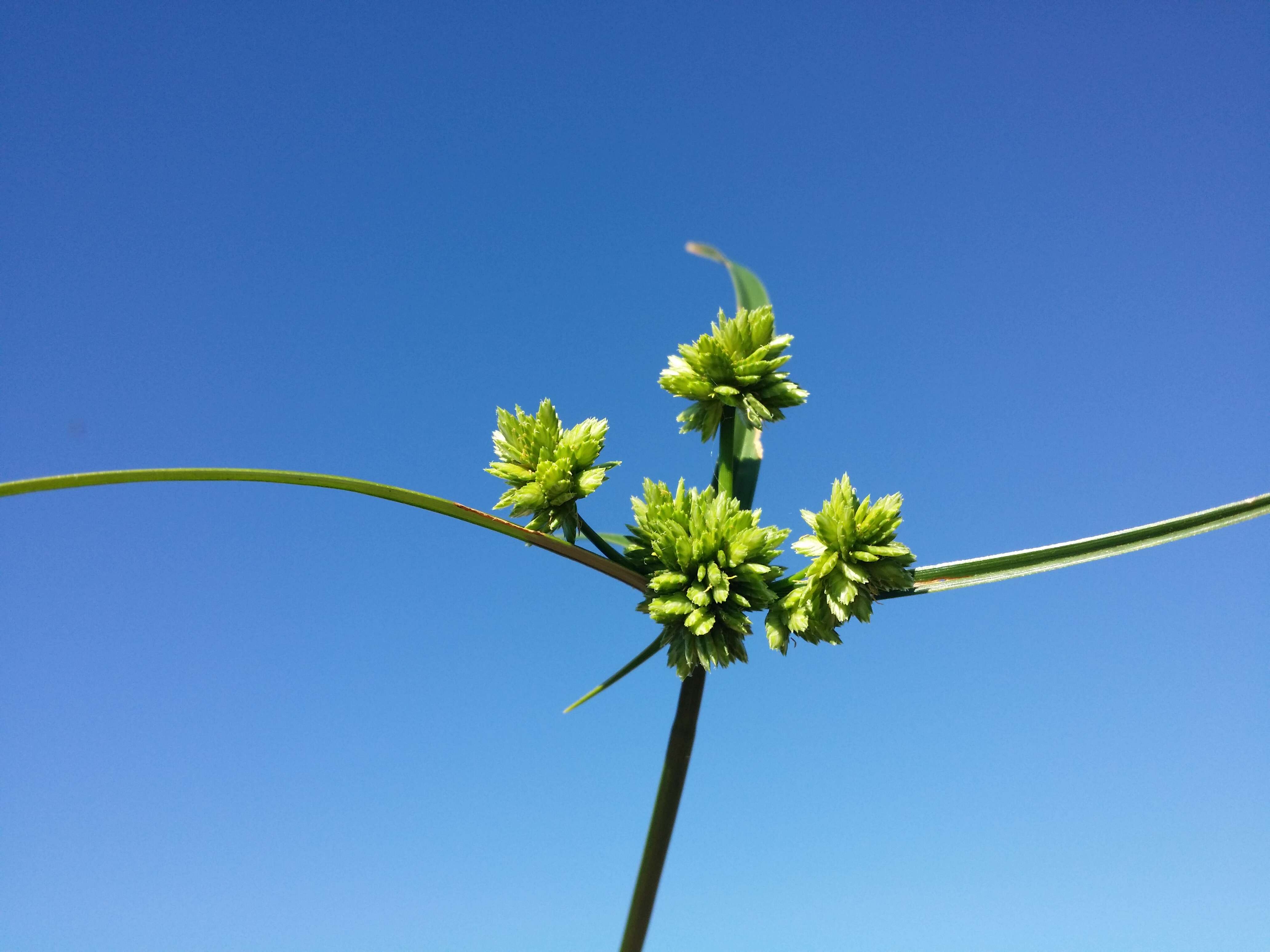 Image of Tall flatsedge