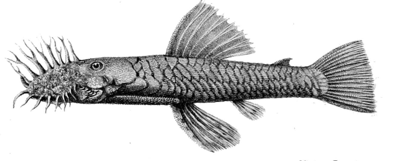 Image of Ancistrus montanus (Regan 1904)