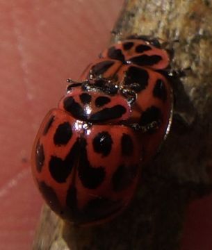 Image of Neoharmonia venusta venusta (Melsheimer 1847)