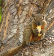 Image of Plantain Squirrel