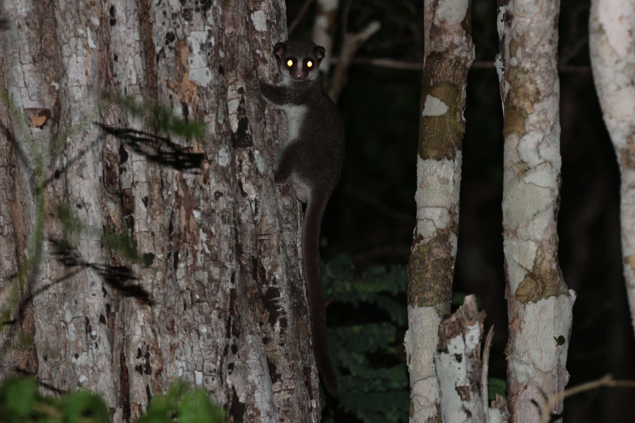 Image of fat-tailed dwarf lemur