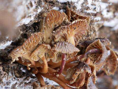 Image of Mycena overholtsii A. H. Sm. & Solheim 1953