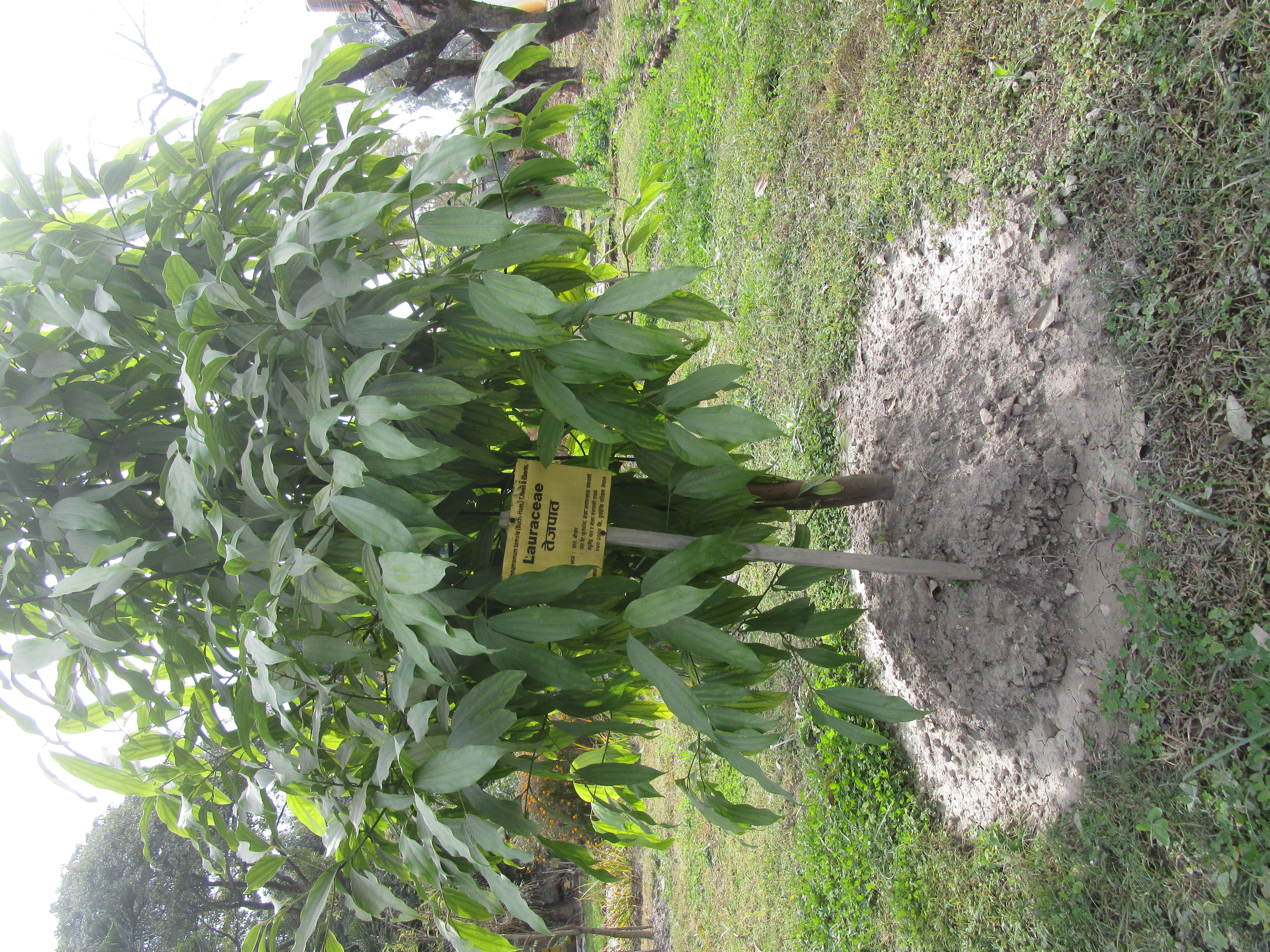 Image of indian bark