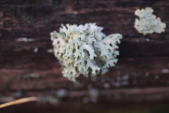 Image of ring lichen