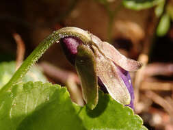 Image of early dog-violet