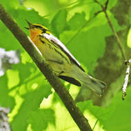 Image of Blackburnian Warbler