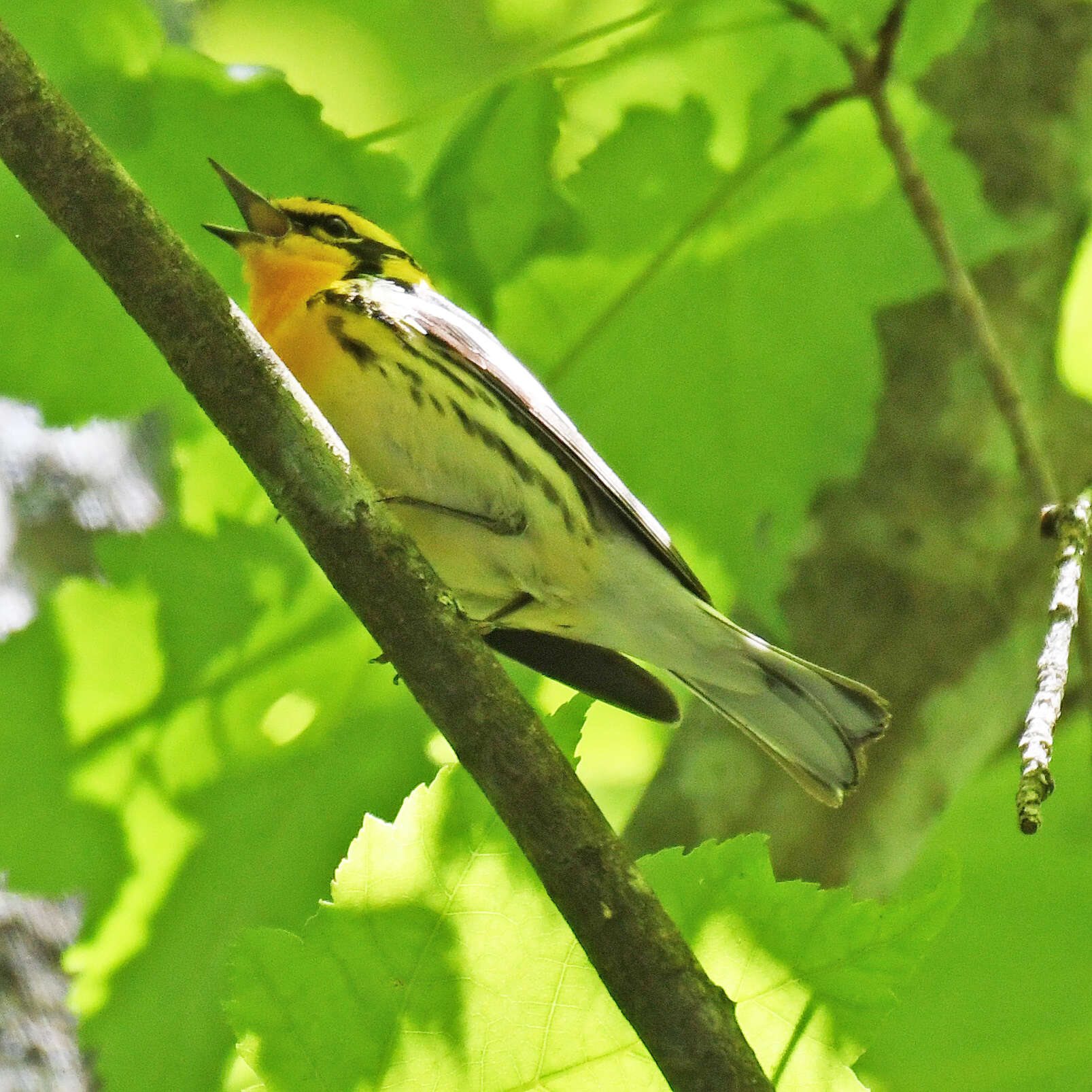 Image of Blackburnian Warbler