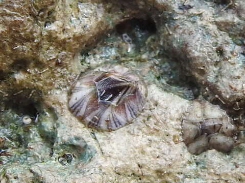 Image of Striped barnacle