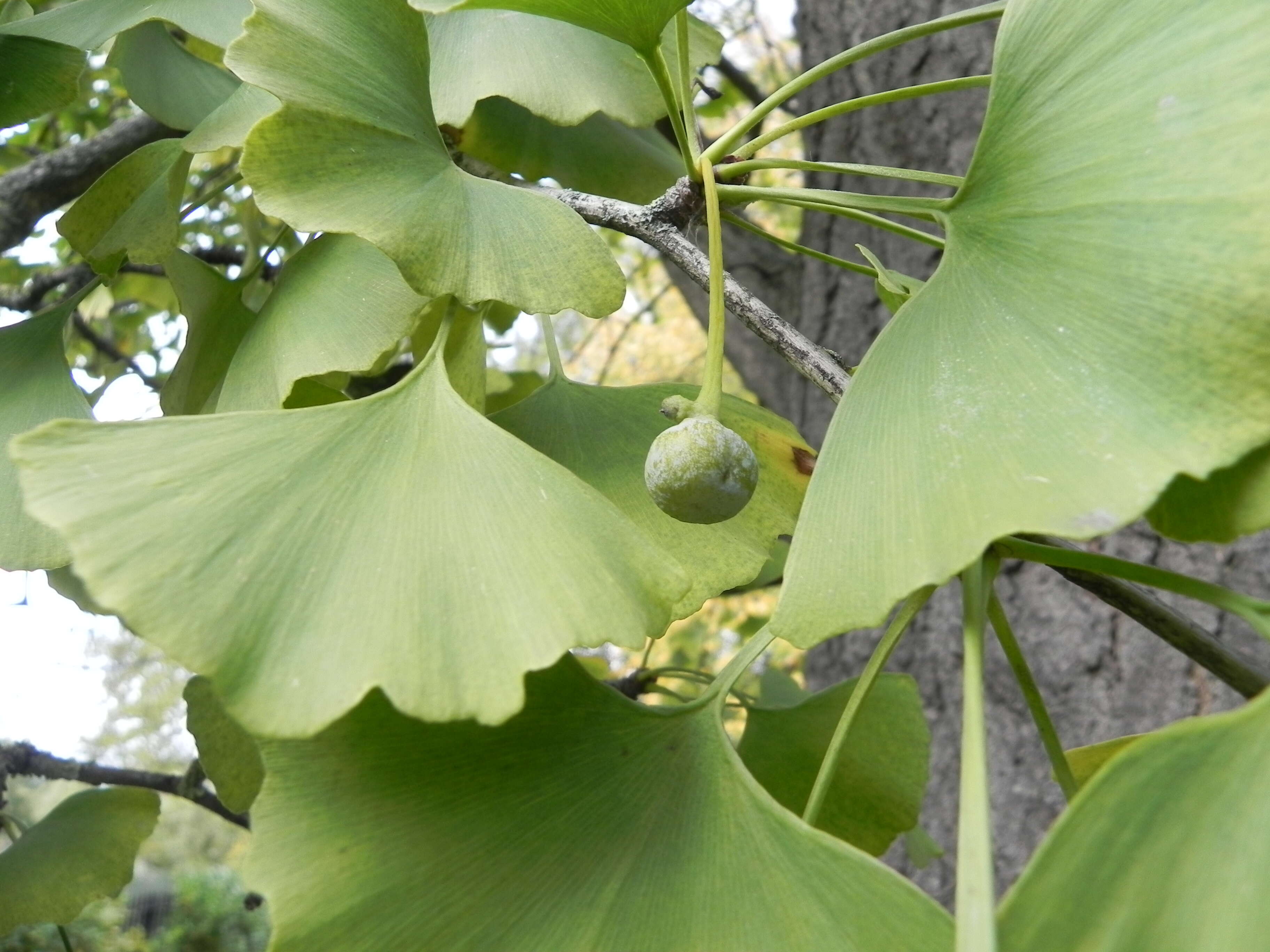 Image of Ginkgoopsida