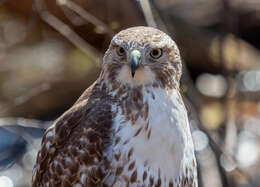 Image of Red-tailed Hawk