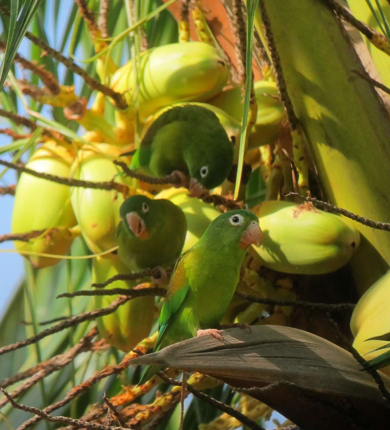 Image of Orange-chinned Parakeet