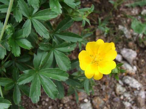 Image of Potentilla aurea L.