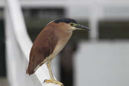 Image of Nankeen Night Heron