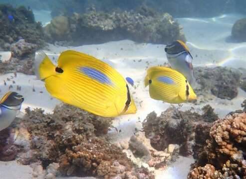 Image of Blue-dash Butterflyfish