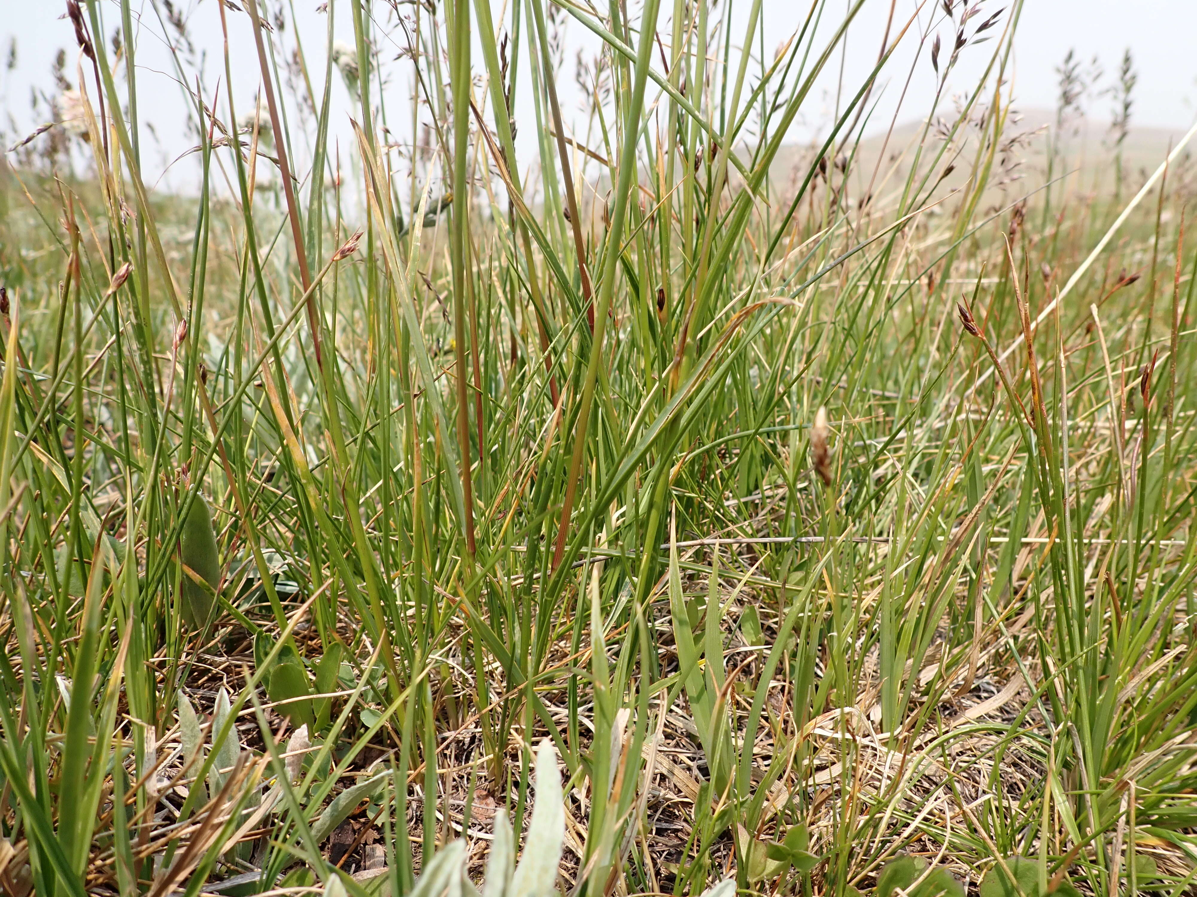 Image de Poa fendleriana (Steud.) Vasey