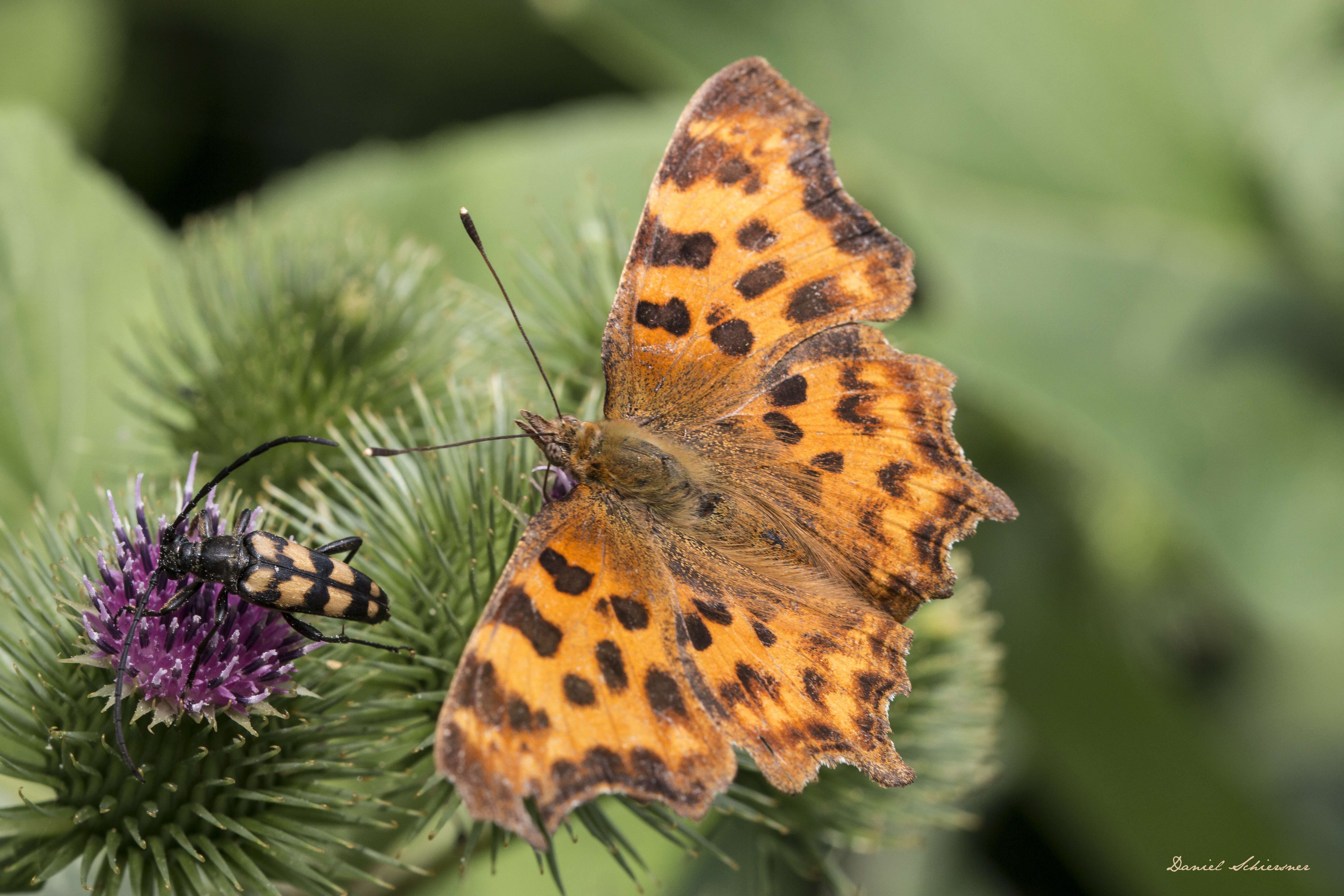 Image of Comma