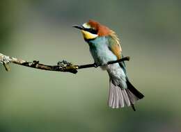 Image of bee-eater, european bee-eater