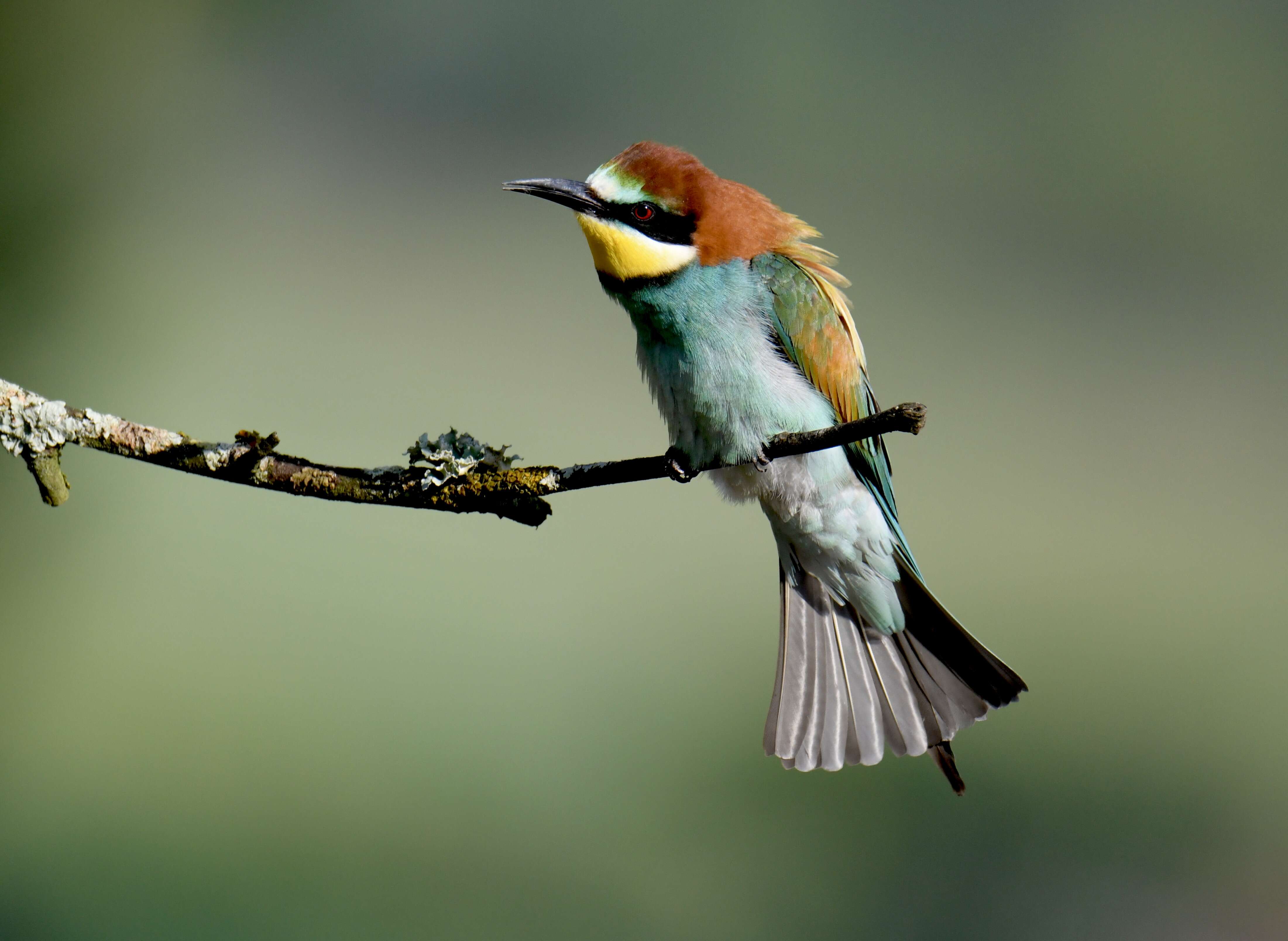 Image of bee-eater, european bee-eater