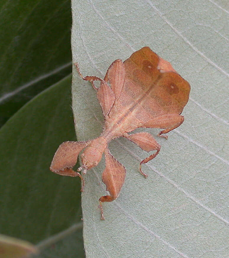 Image of Leaf insects