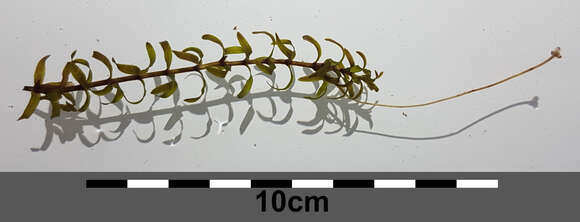 Image of western waterweed