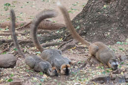 Image of Bennett's Brown Lemur