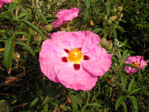 Image of Rockrose