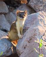 Image of Long-tailed Weasel