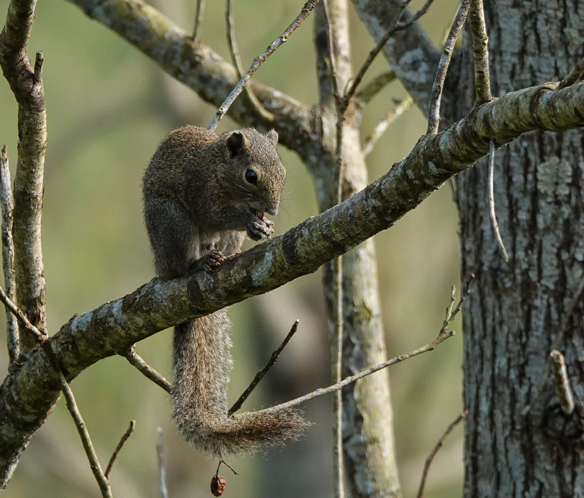 Image of Hoary-bellied Squirrel