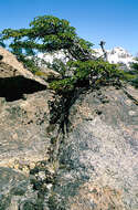 Image of Antarctic Beech