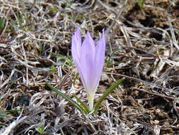 Image of Colchicum bulbocodium Ker Gawl.